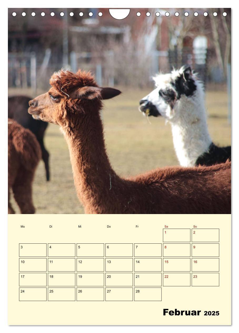 Bild: 9783435962839 | Alpakas erleben (Wandkalender 2025 DIN A4 hoch), CALVENDO...