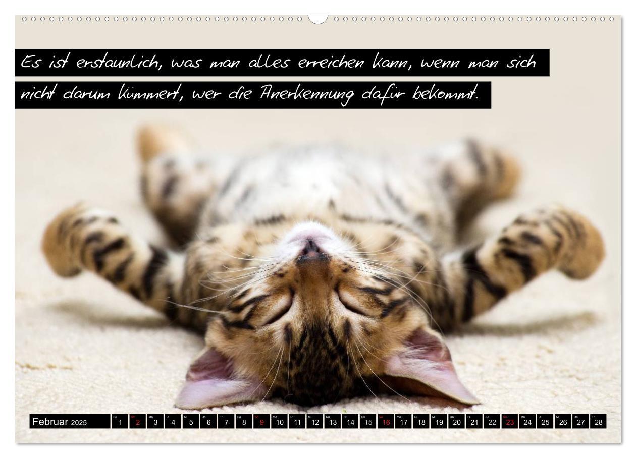 Bild: 9783435619764 | Der "philosophische" Katzenkalender 2025 (Wandkalender 2025 DIN A2...