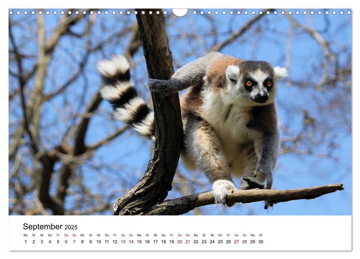 Bild: 9783383998089 | Naturparadies Madagaskar (Wandkalender 2025 DIN A3 quer), CALVENDO...