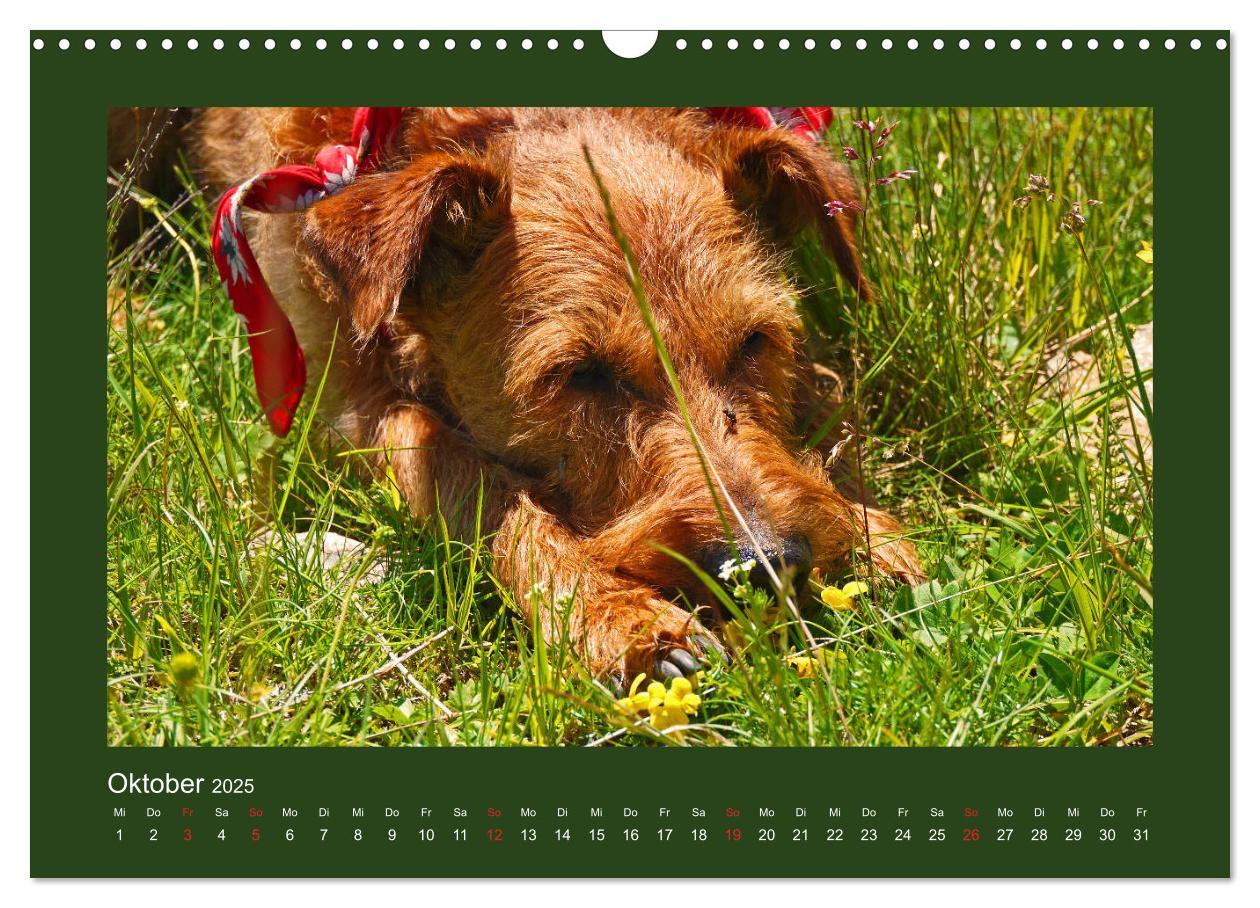 Bild: 9783435286614 | Kelly, der Irish Terrier - innen und außen aus Gold (Wandkalender...