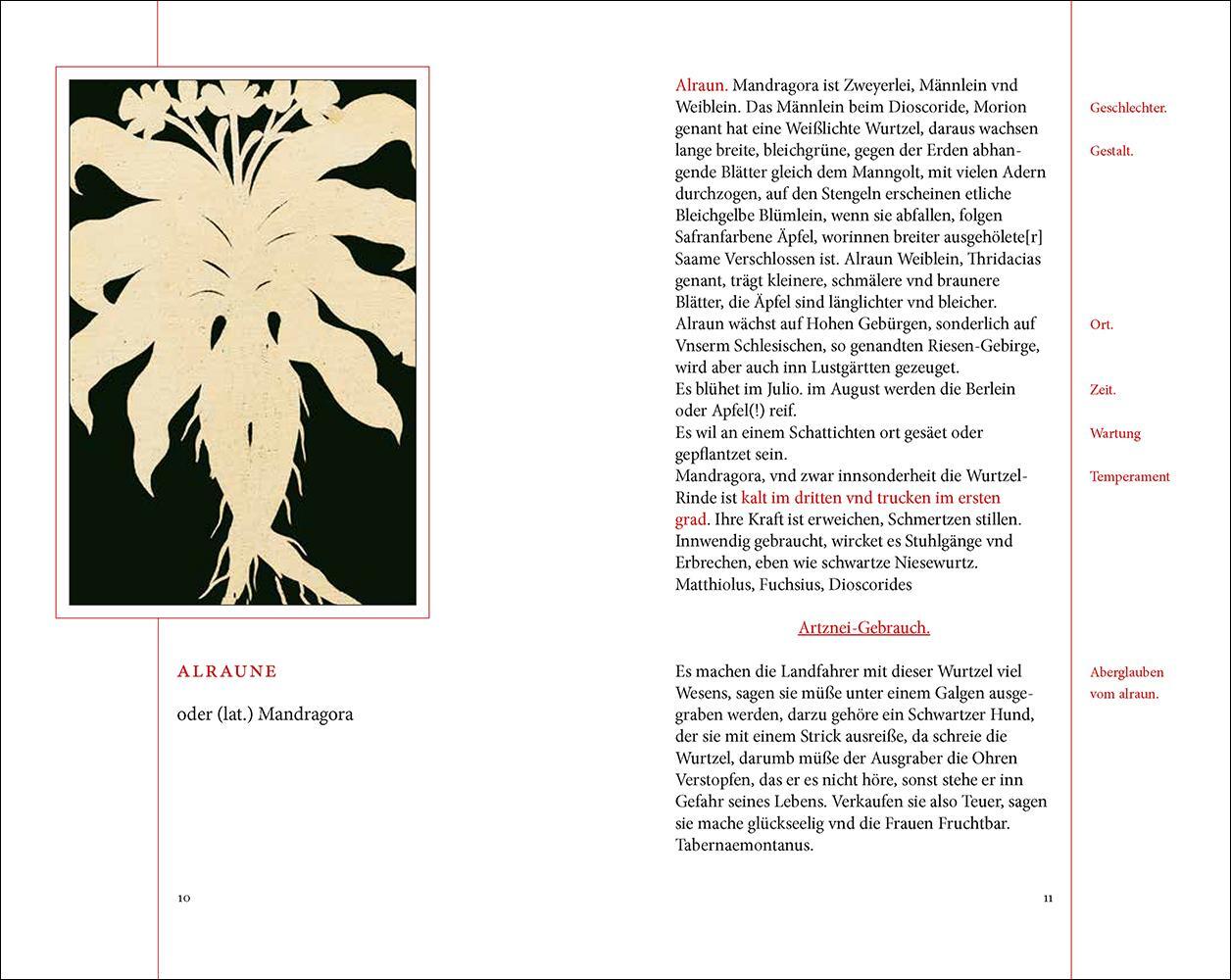 Bild: 9783458200451 | Das Kräuterbuch des Johann Christoph Ende | Renate Schipke | Buch