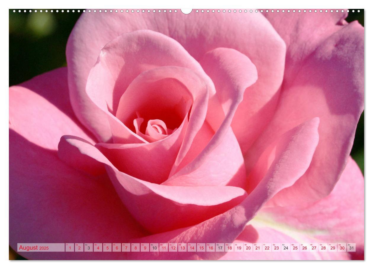 Bild: 9783435295258 | Stolze Rosen (Wandkalender 2025 DIN A2 quer), CALVENDO Monatskalender