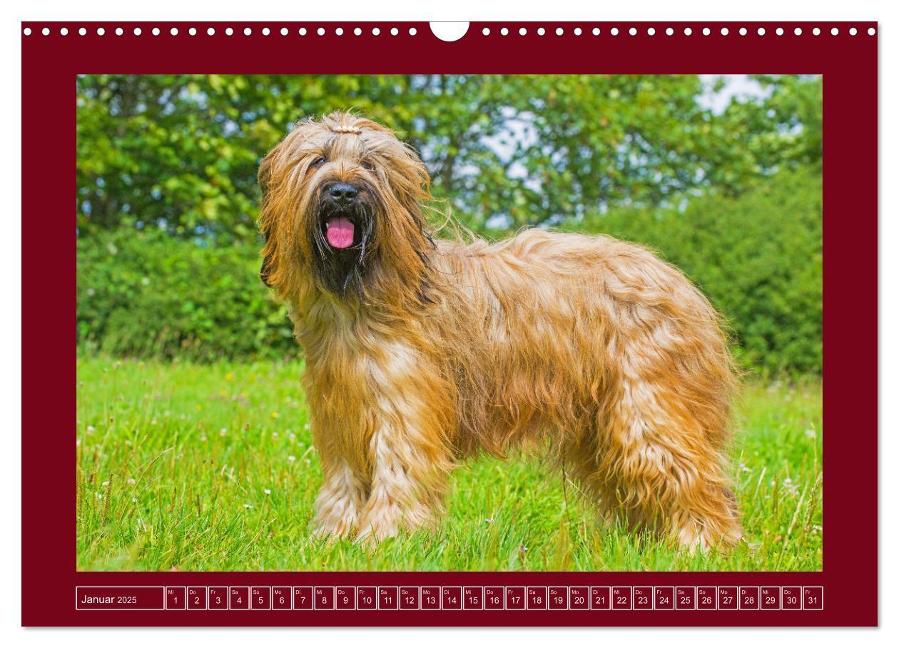 Bild: 9783457153079 | Herz auf vier Pfoten - Briard (Wandkalender 2025 DIN A3 quer),...