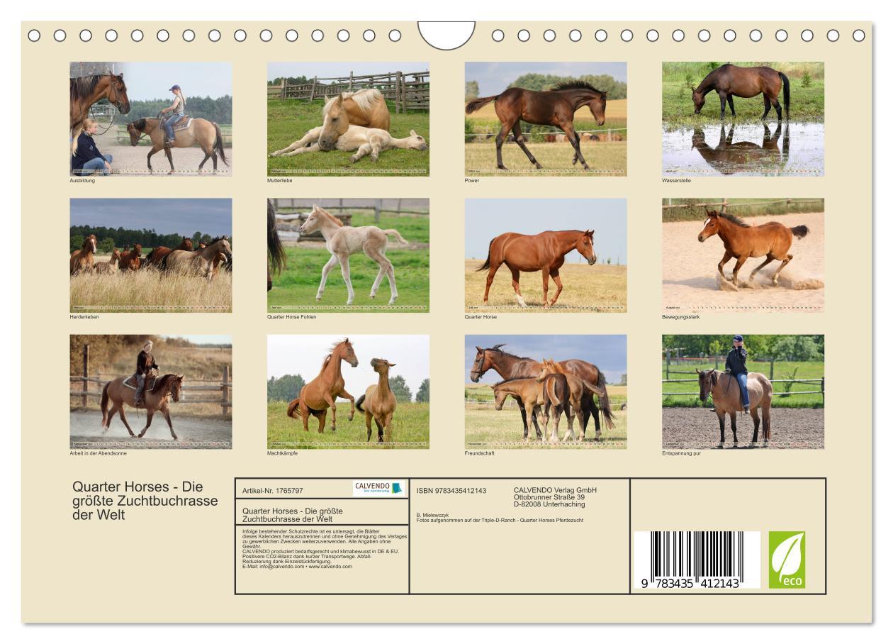 Bild: 9783435412143 | Quarter Horses - Die größte Zuchtbuchrasse der Welt (Wandkalender...