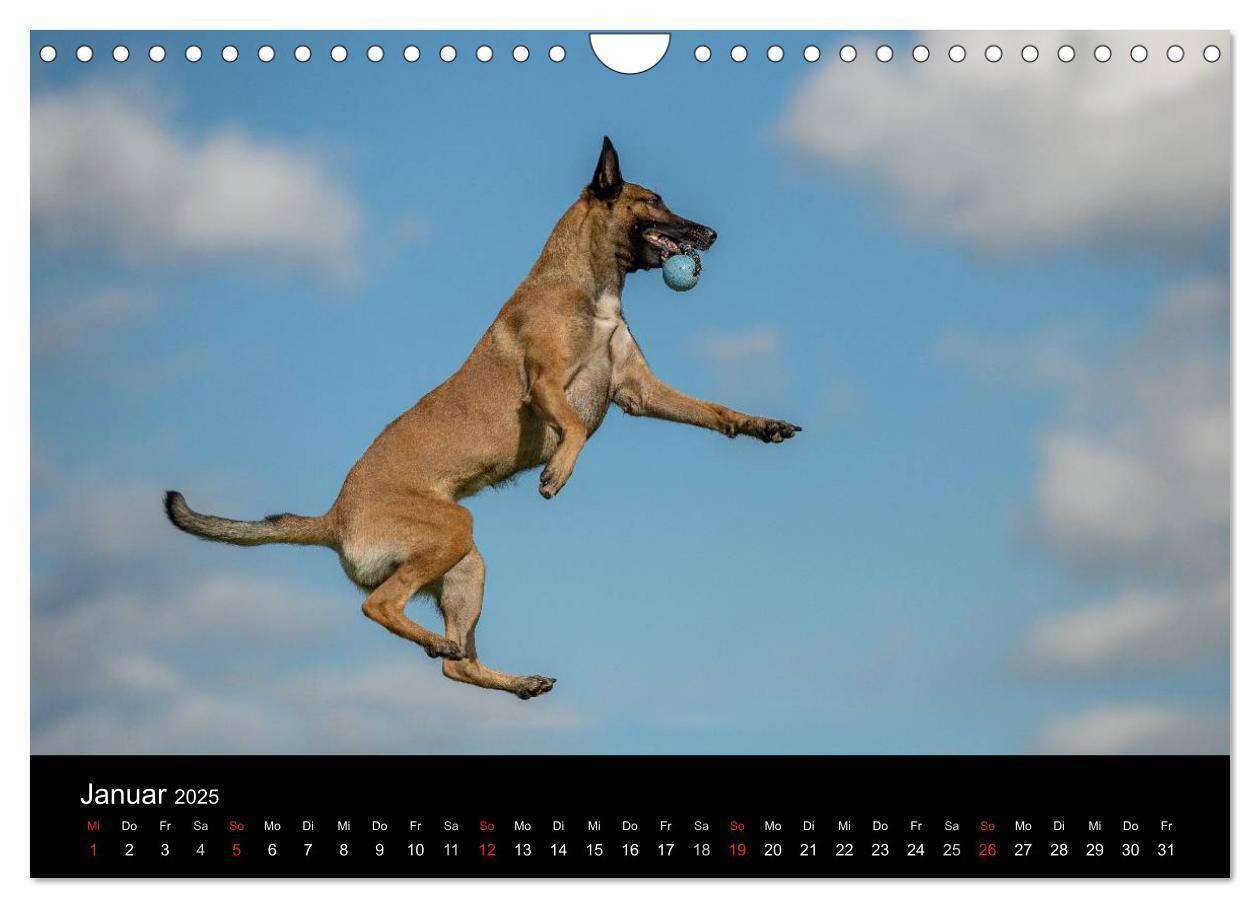 Bild: 9783435631919 | Belgischer Schäferhund - Der Malinois in Action (Wandkalender 2025...