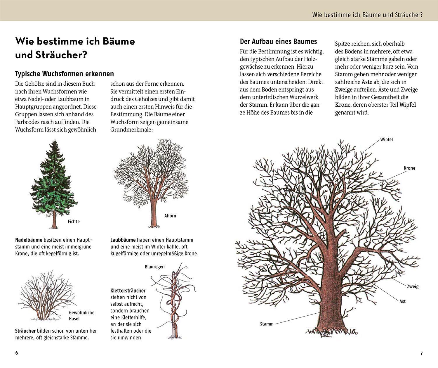 Bild: 9783440180013 | Welcher Baum ist das? | Margot Spohn (u. a.) | Taschenbuch | 272 S.