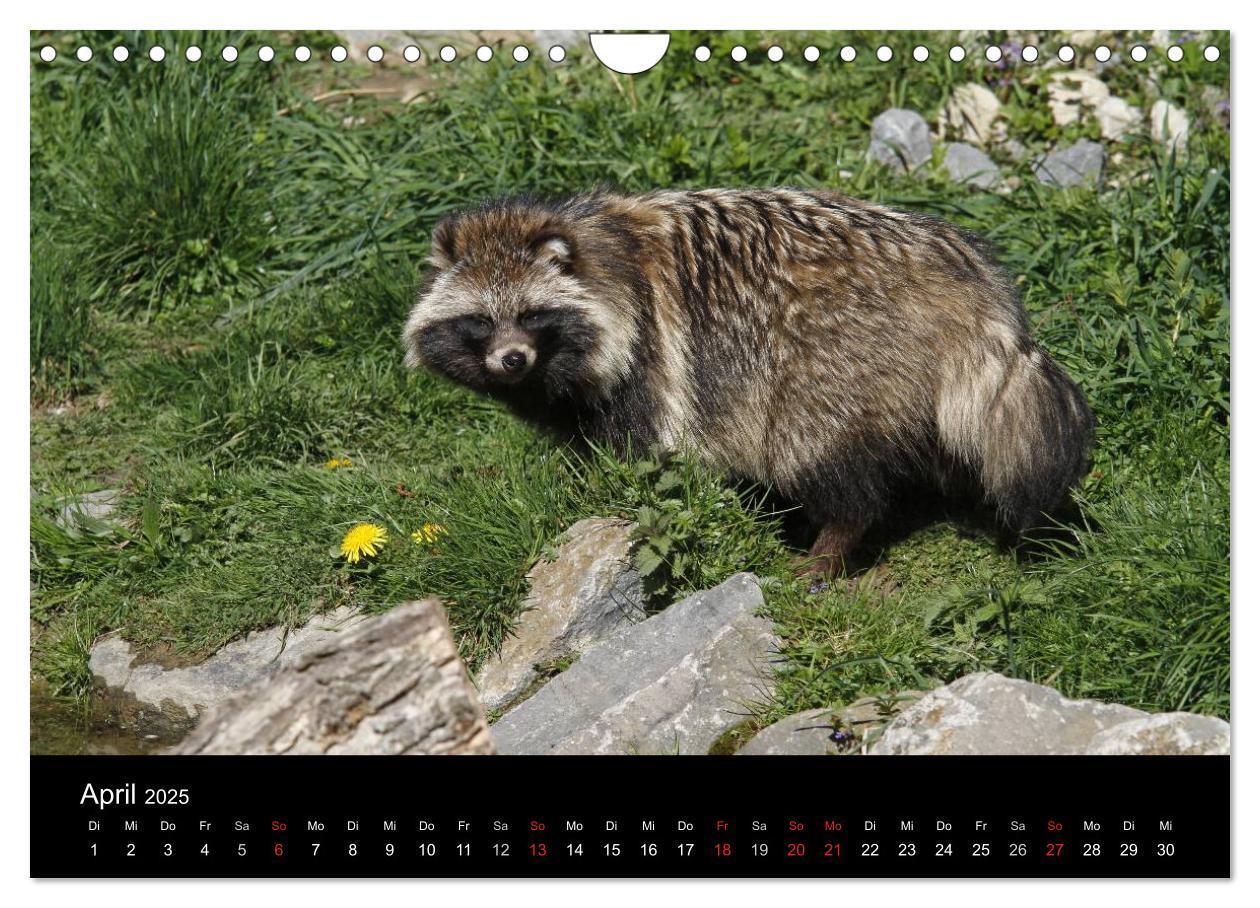 Bild: 9783435677580 | Marderhunde (Wandkalender 2025 DIN A4 quer), CALVENDO Monatskalender