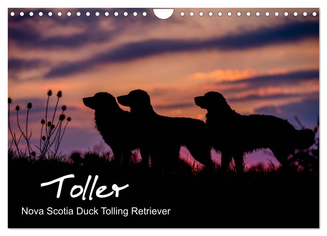 Cover: 9783383179624 | Toller - Nova Scotia Duck Tolling Retriever (Wandkalender 2024 DIN...