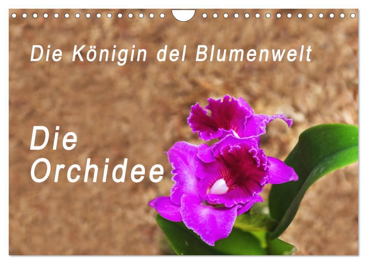 Cover: 9783383058981 | Die Königin der Blumenwelt, die Orchidee (Wandkalender 2024 DIN A4...