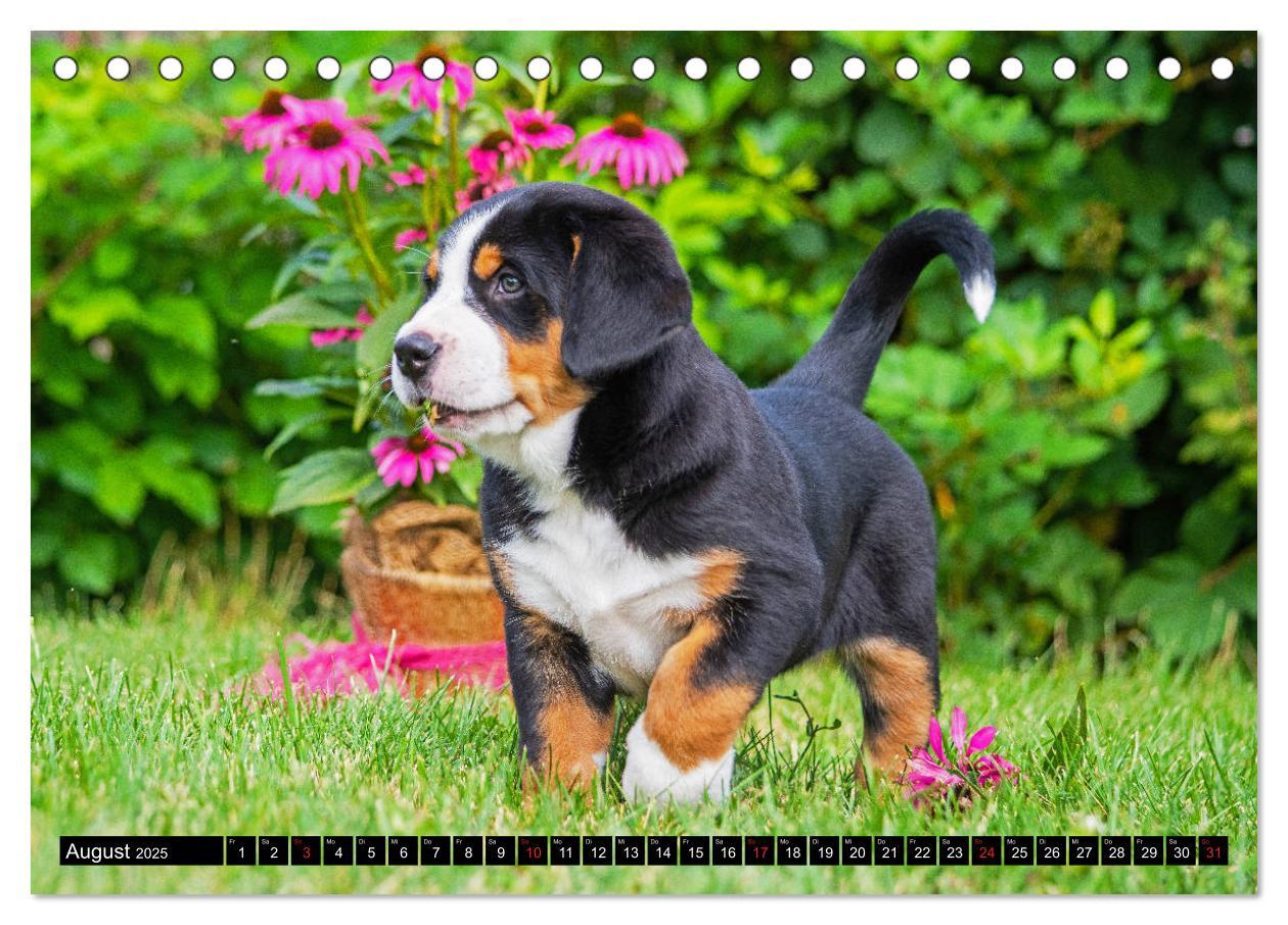 Bild: 9783435208074 | Ein Hund zum Verlieben - Großer Schweizer Sennenhund (Tischkalender...