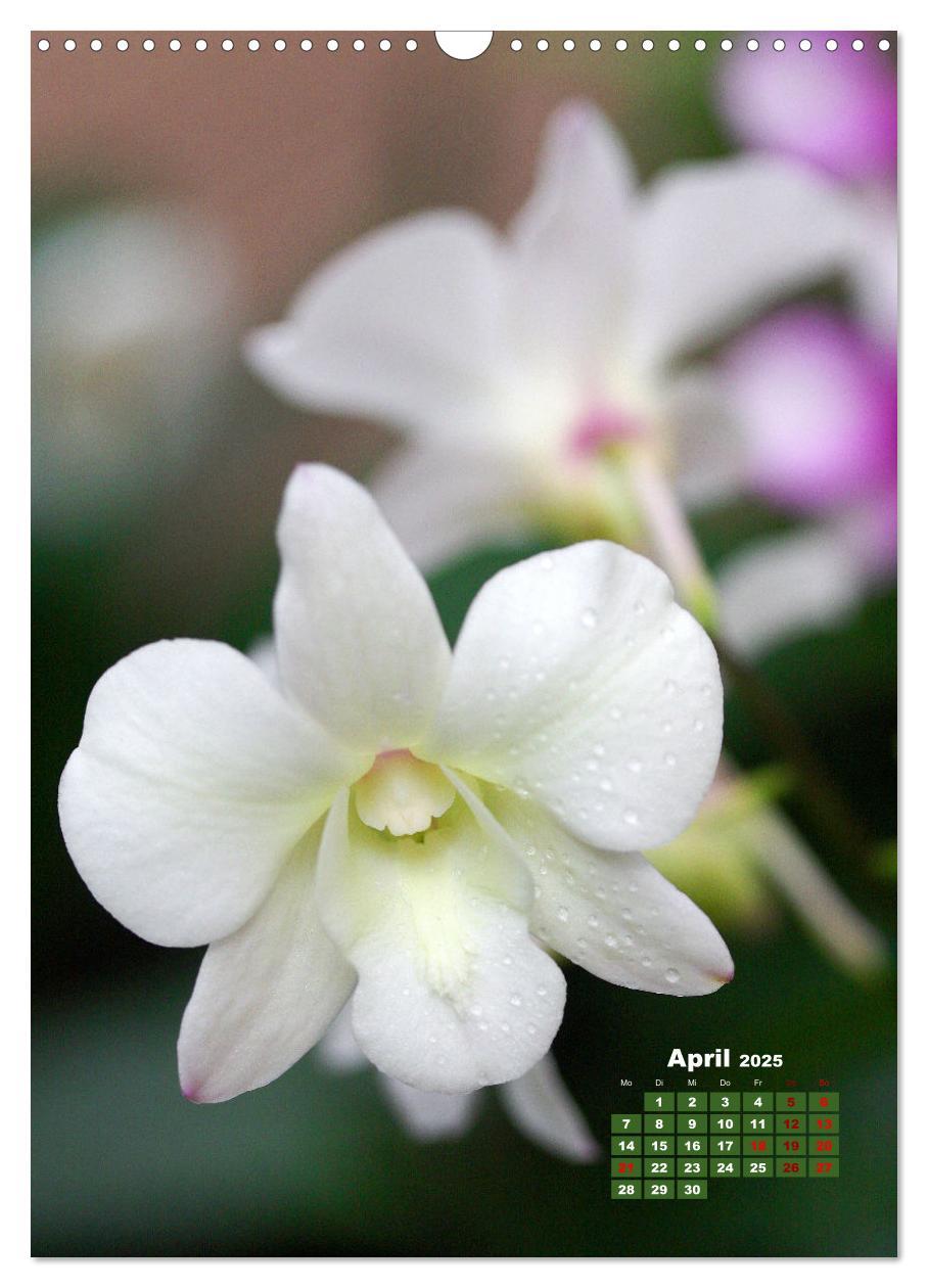 Bild: 9783435903313 | Traumhafte Orchideen (Wandkalender 2025 DIN A3 hoch), CALVENDO...