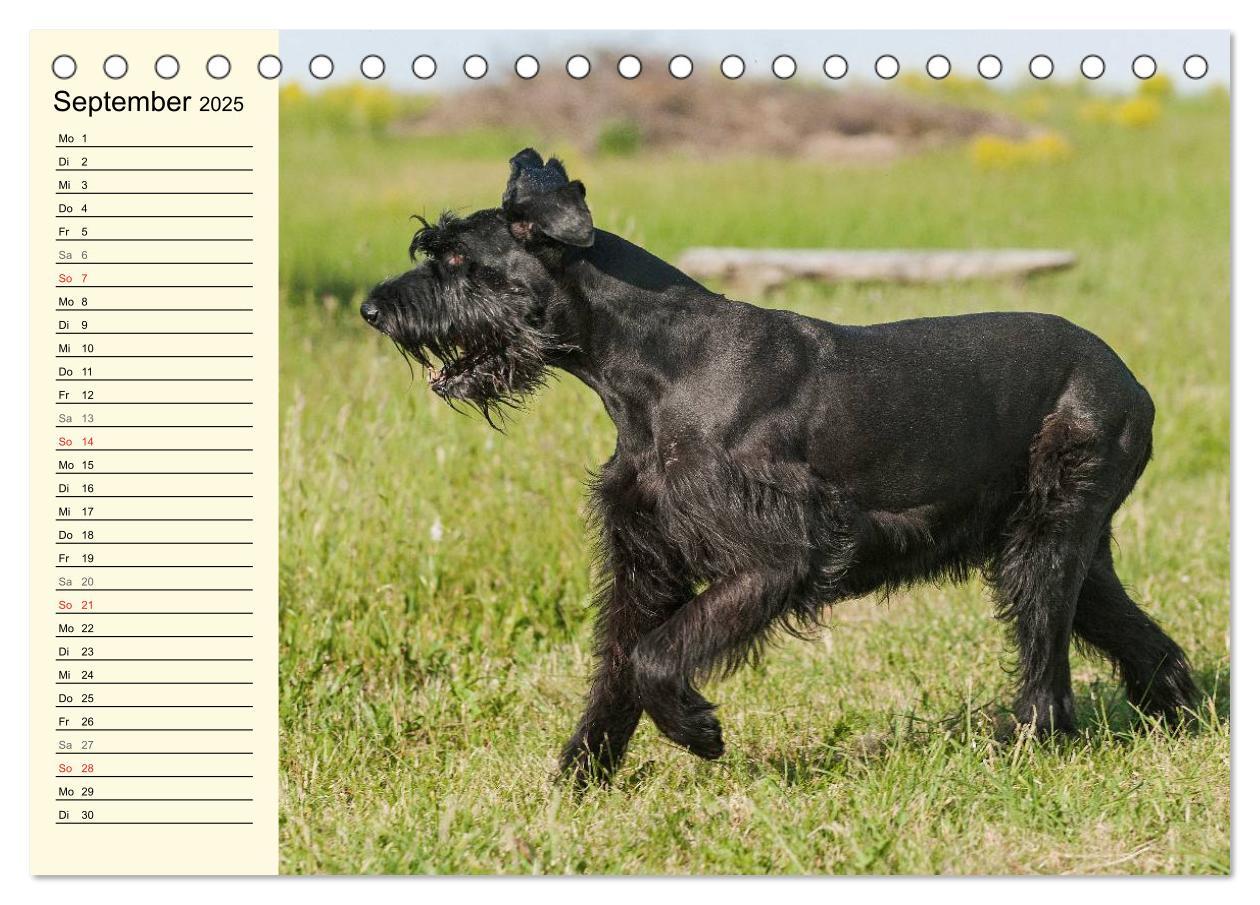 Bild: 9783435544110 | Treuer Freund Riesenschnauzer (Tischkalender 2025 DIN A5 quer),...