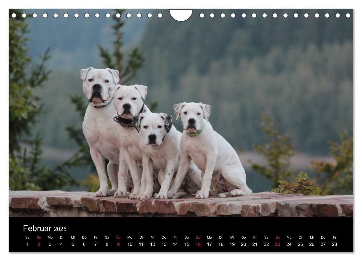 Bild: 9783435656707 | American Bulldog - stolz, loyal, einzigartig (Wandkalender 2025 DIN...