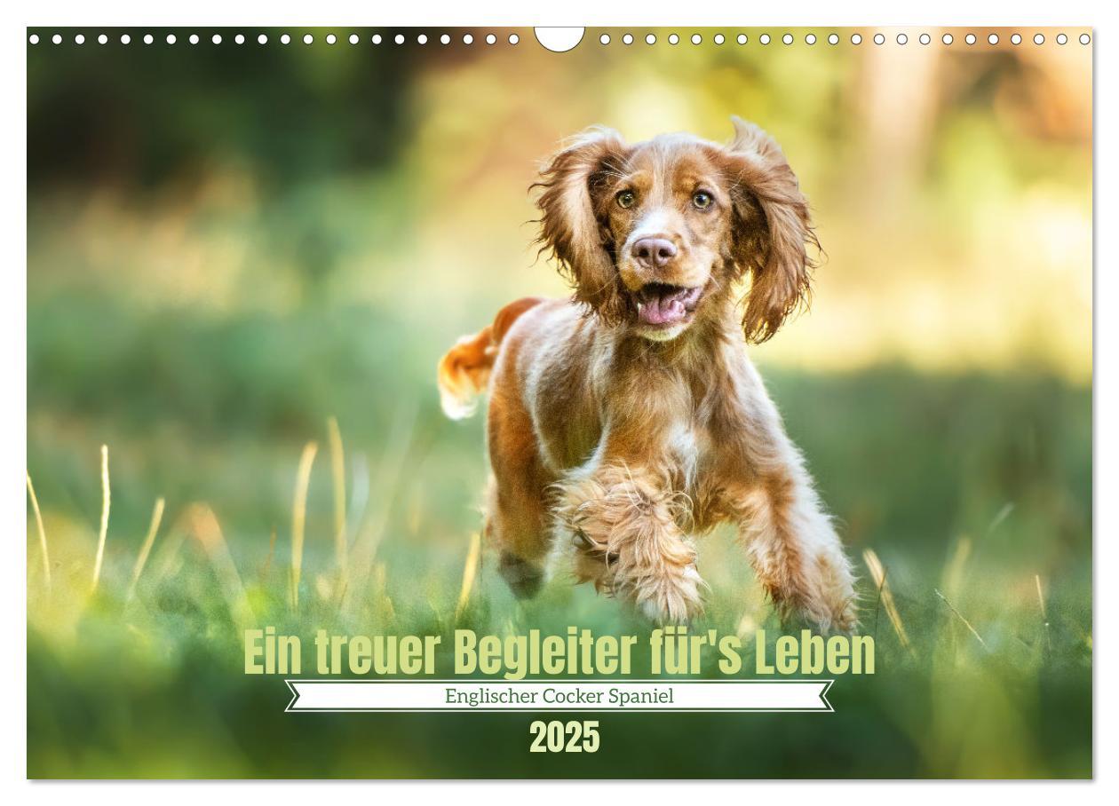 Cover: 9783383960314 | Englischer Cocker Spaniel (Wandkalender 2025 DIN A3 quer), CALVENDO...