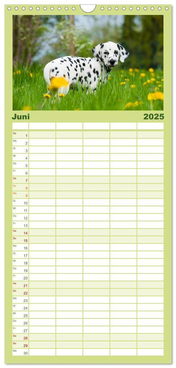 Bild: 9783457113578 | Familienplaner 2025 - Dalmatiner mit 5 Spalten (Wandkalender, 21 x...