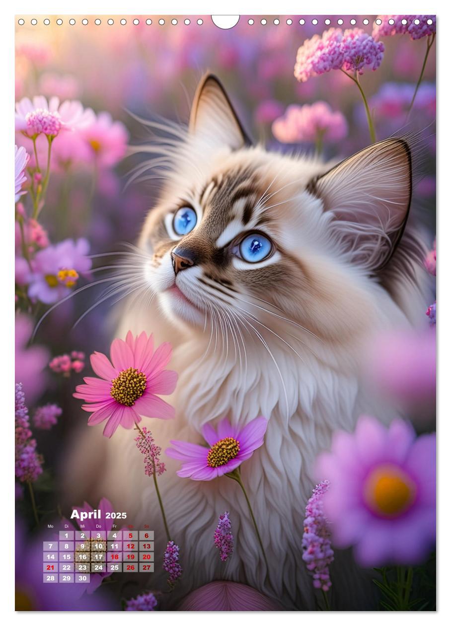 Bild: 9783383833311 | Pfotenabenteuer - Ragdolls in der Natur (Wandkalender 2025 DIN A3...