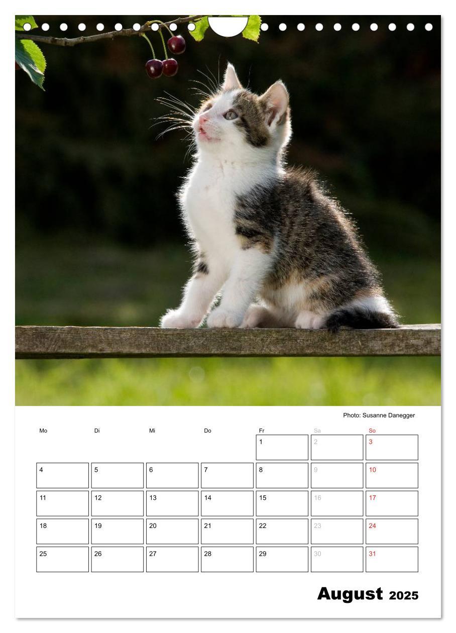 Bild: 9783457086711 | Katzenkinder - Impressionen (Wandkalender 2025 DIN A4 hoch),...