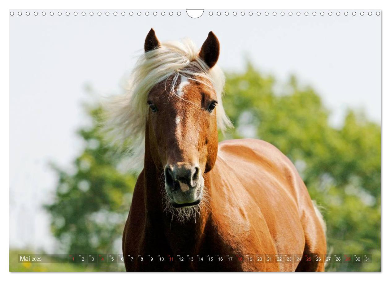 Bild: 9783435753185 | Haflinger Schönheiten (Wandkalender 2025 DIN A3 quer), CALVENDO...