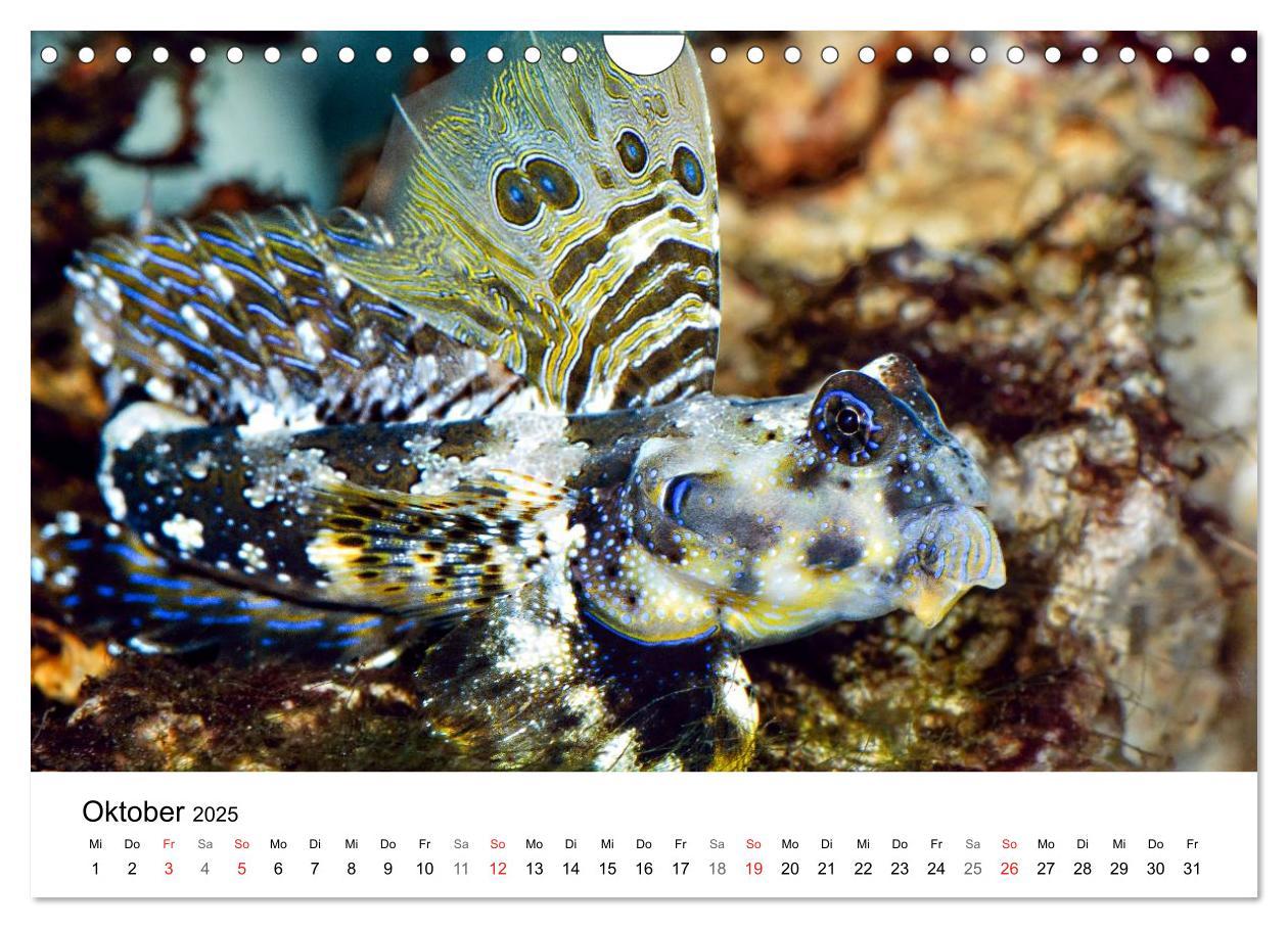 Bild: 9783435794362 | Fischzauber - Wundervolle Aquarienfische (Wandkalender 2025 DIN A4...