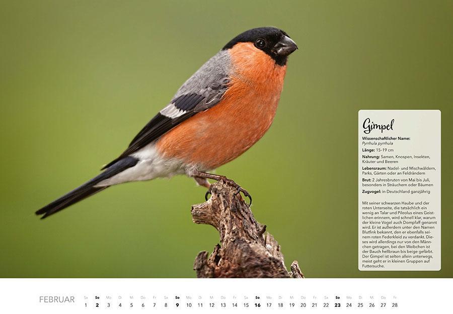 Bild: 9783966648370 | Unsere Gartenvögel Kalender 2025 | Kalender | 14 S. | Deutsch | 2025