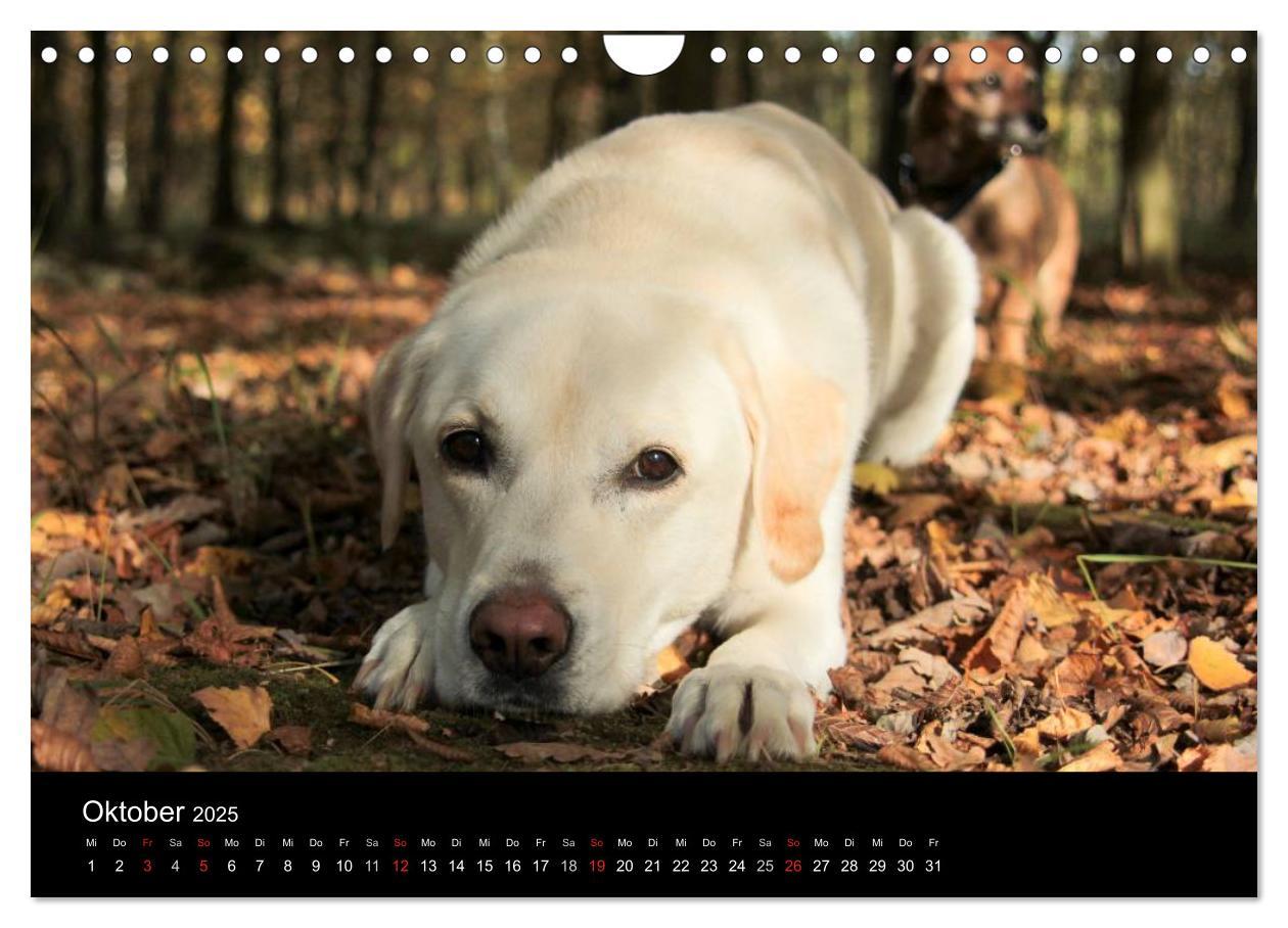 Bild: 9783435757114 | Labrador Retriever 2025 (Wandkalender 2025 DIN A4 quer), CALVENDO...