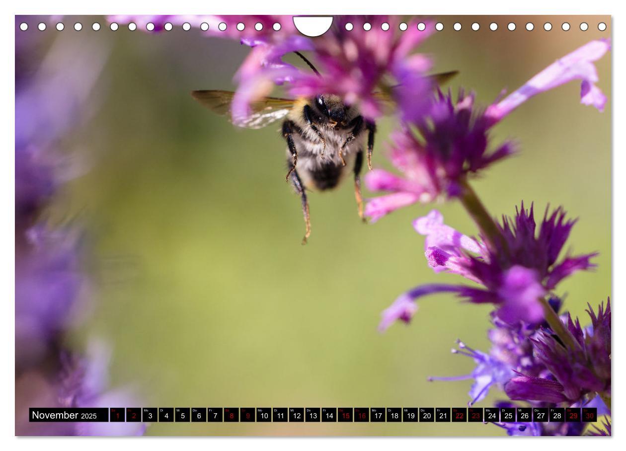 Bild: 9783383839030 | Hummeln - Flugaufnahmen eines faszinierenden Insekts (Wandkalender...