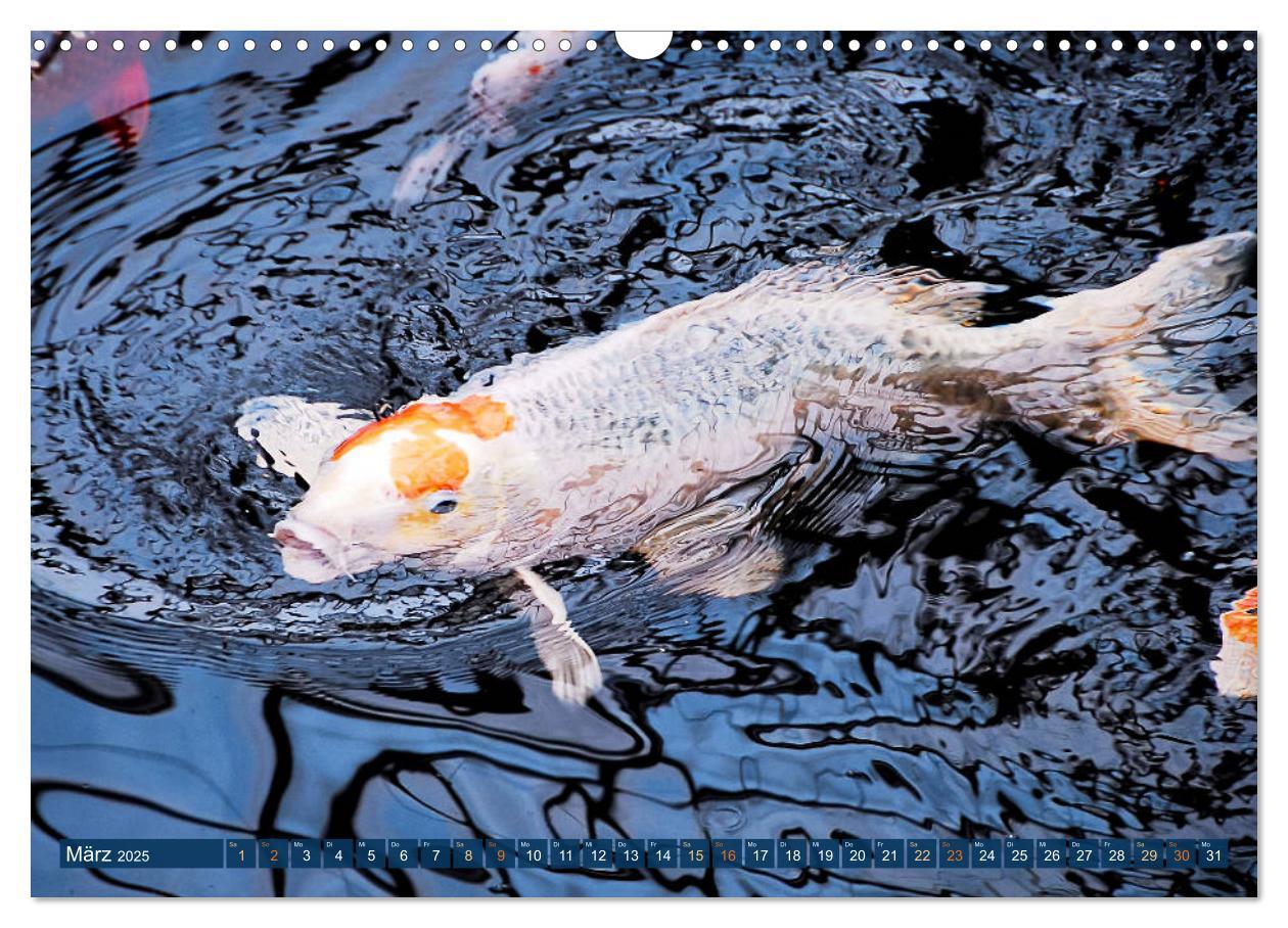 Bild: 9783435129263 | Koi: Juwelen im Teich (Wandkalender 2025 DIN A3 quer), CALVENDO...