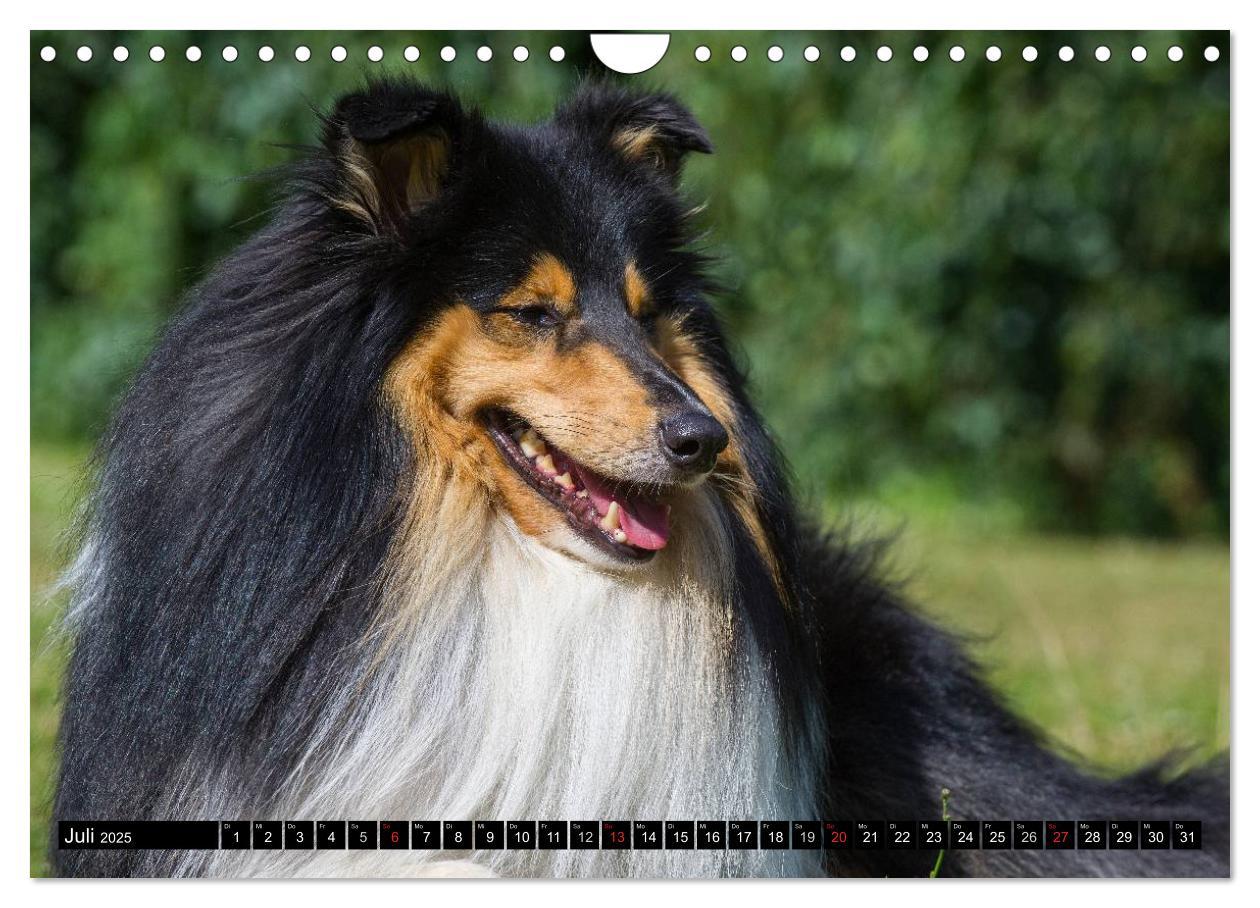 Bild: 9783435569267 | Collie - Mein bester Freund (Wandkalender 2025 DIN A4 quer),...