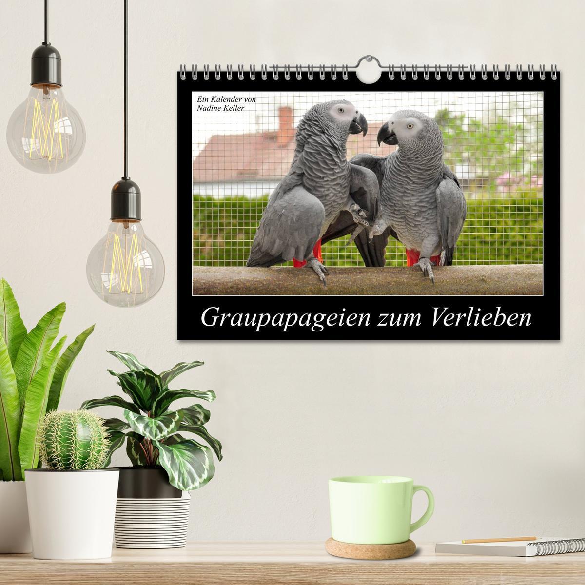 Bild: 9783435626694 | Graupapageien zum Verlieben (Wandkalender 2025 DIN A4 quer),...