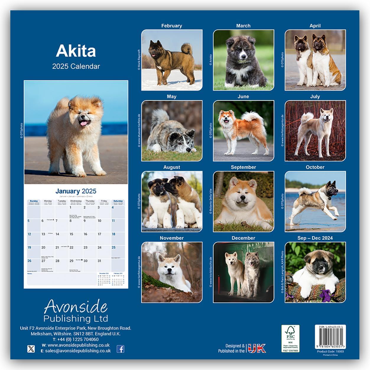 Rückseite: 9781804603031 | Akitas 2025 - 16-Monatskalender | Avonside Publishing Ltd. | Kalender