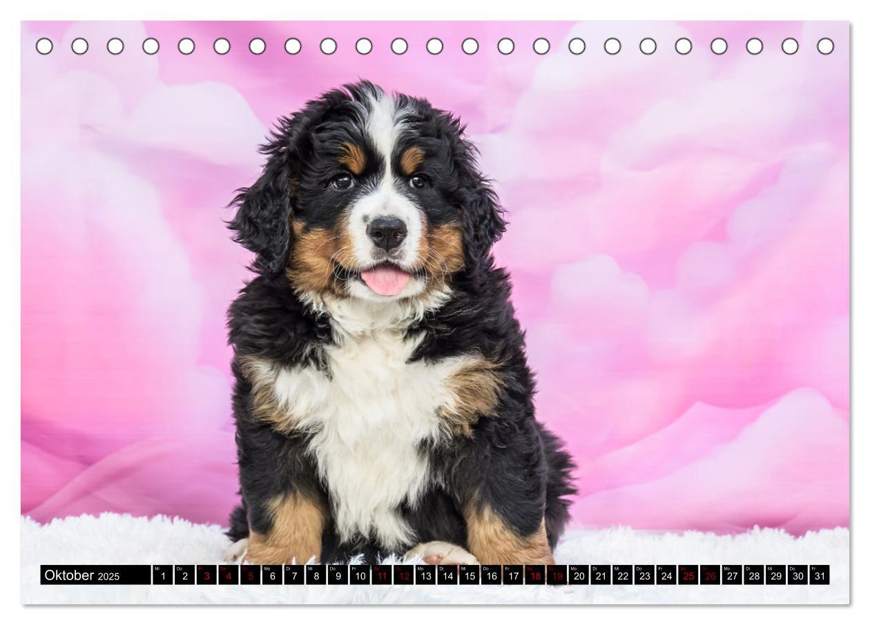 Bild: 9783457182666 | Berner Sennenhunde - Faszinierende Herzensbrecher (Tischkalender...