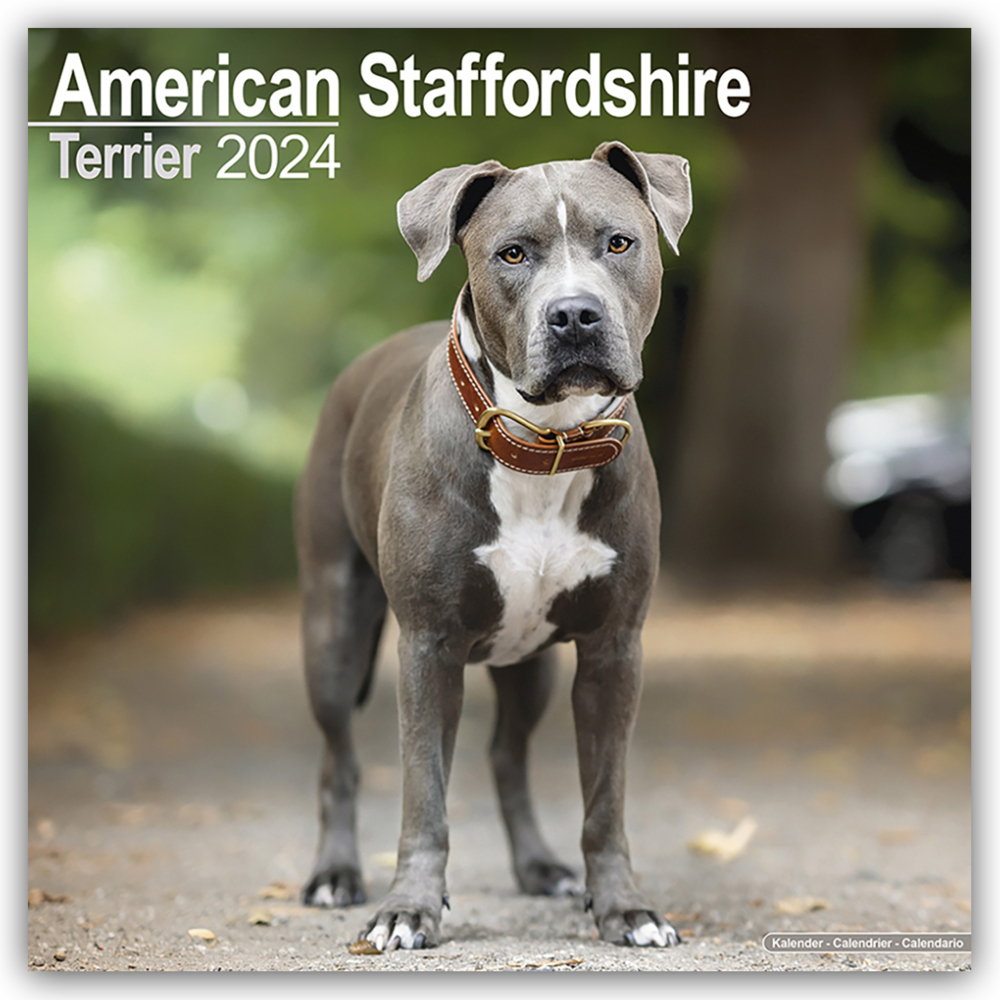 Cover: 9781804600054 | American Staffordshire Terrier 2024 - 16-Monatskalender | Publishing