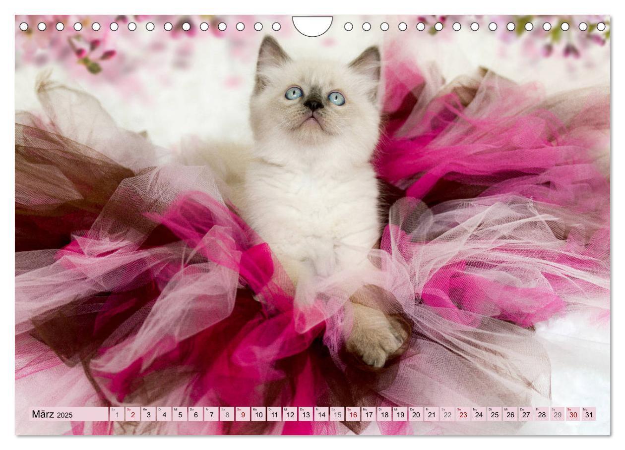 Bild: 9783435457250 | RAGDOLLS Impressionen aus der Kinderstube (Wandkalender 2025 DIN A4...