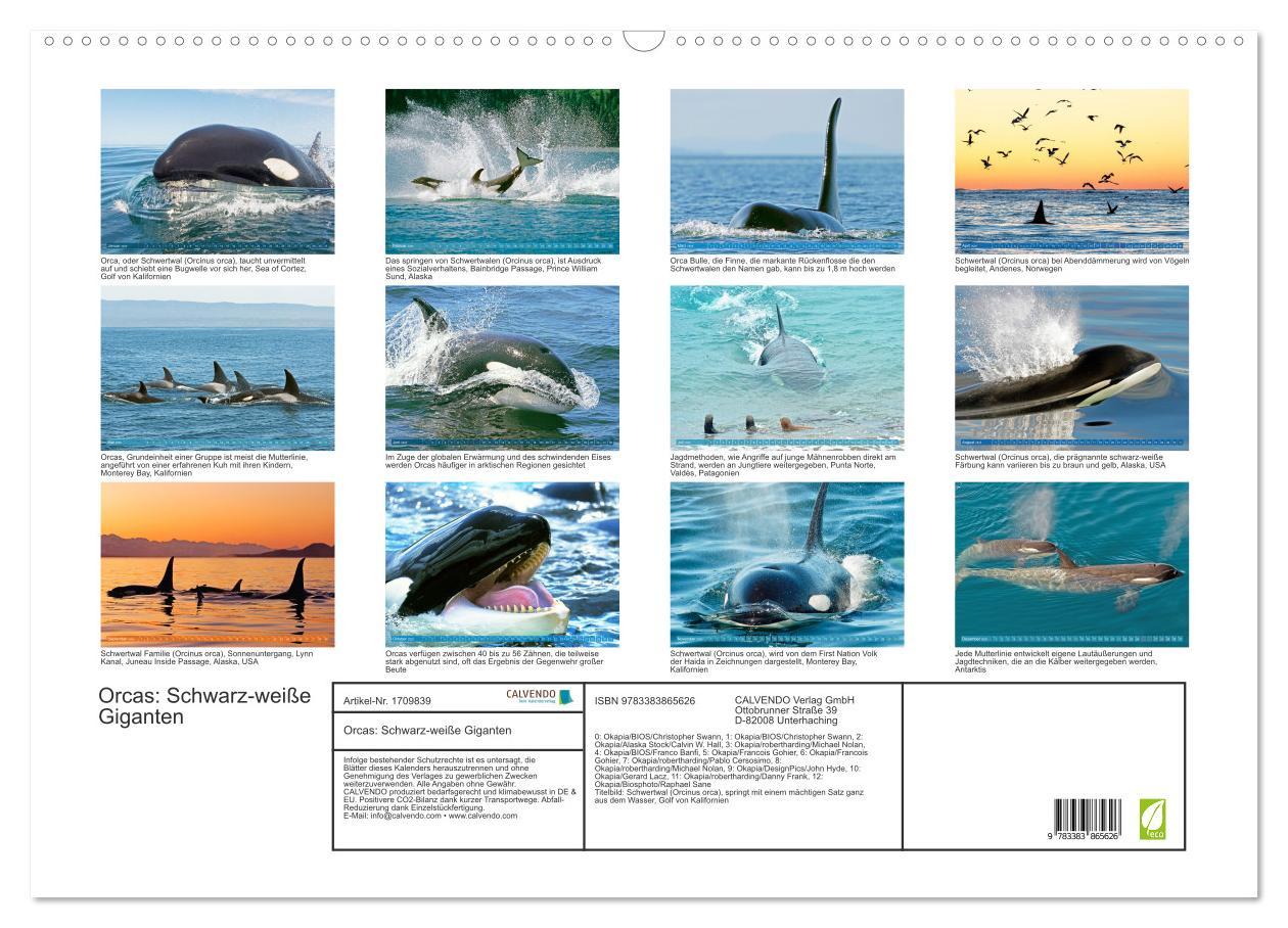 Bild: 9783383865626 | Orcas: Schwarz-weiße Giganten (Wandkalender 2025 DIN A2 quer),...