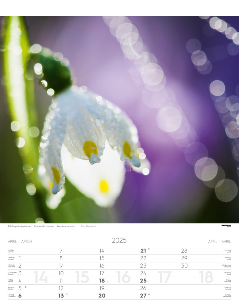 Bild: 9788868397418 | Alpen Kalender 2025 | Alpi - Alps | Athesia-Tappeiner Verlag | 14 S.