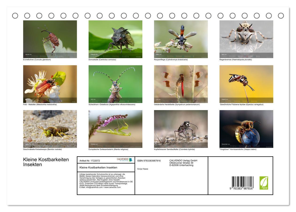 Bild: 9783383987816 | Kleine Kostbarkeiten Insekten (Tischkalender 2025 DIN A5 quer),...