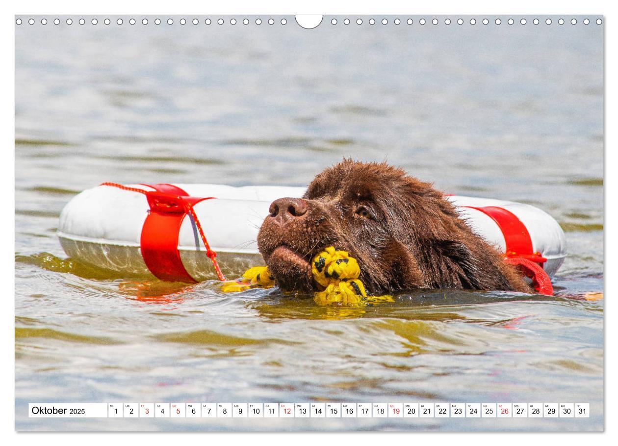 Bild: 9783435306206 | Neufundländer - Das Wasser ist ihr Element (Wandkalender 2025 DIN...