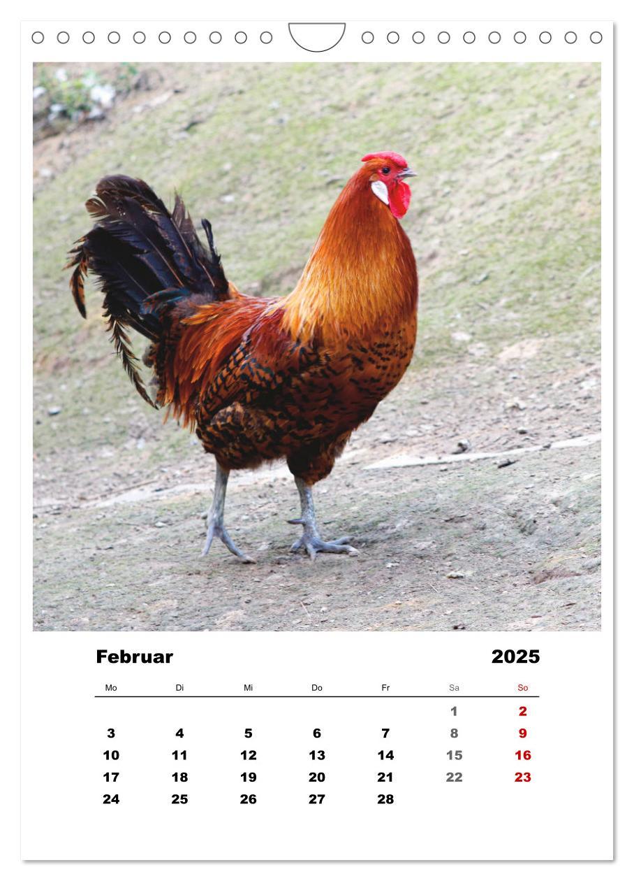 Bild: 9783435928521 | Bauernhoftiere, ganz nah dran (Wandkalender 2025 DIN A4 hoch),...