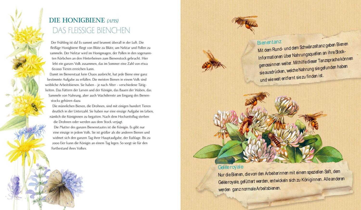 Bild: 9783649644736 | Schmetterling, Hummel und Maikäfer | Stefanie Zysk | Buch | 144 S.