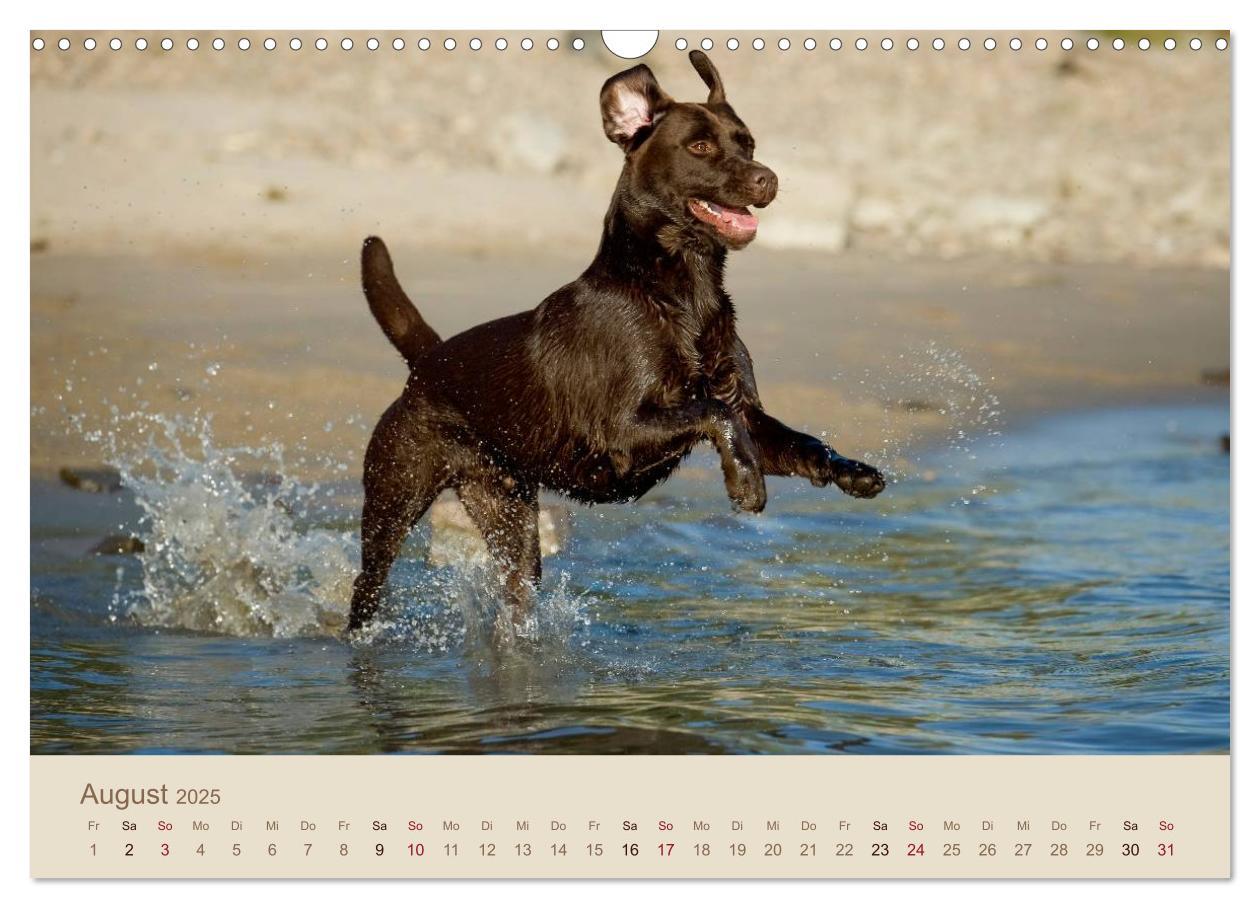 Bild: 9783435743223 | Labrador Retriever (Wandkalender 2025 DIN A3 quer), CALVENDO...