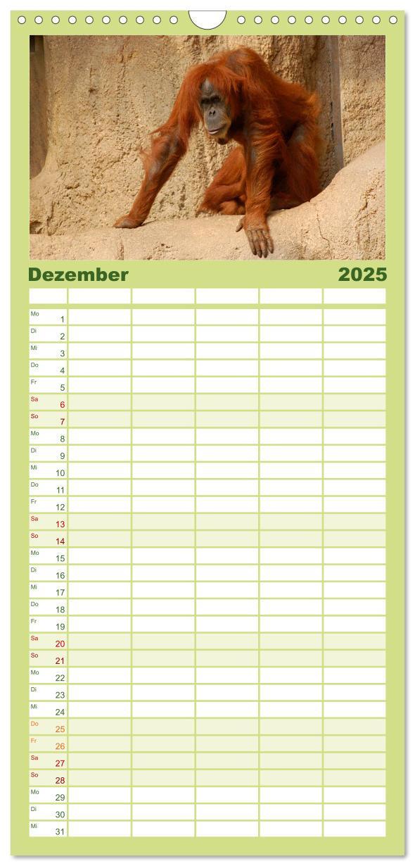 Bild: 9783457126585 | Familienplaner 2025 - Orang-Utans mit 5 Spalten (Wandkalender, 21 x...