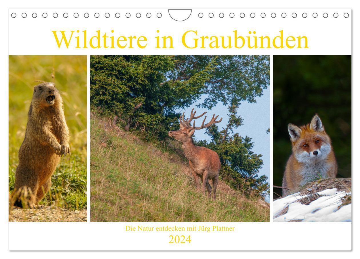 Cover: 9783675737457 | Wildtiere in Graubünden. Die Natur entdecken mit Jürg Plattner...