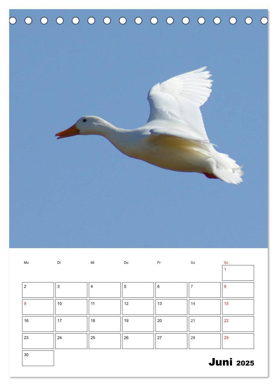 Bild: 9783457000076 | Liebenswerte Enten (Tischkalender 2025 DIN A5 hoch), CALVENDO...