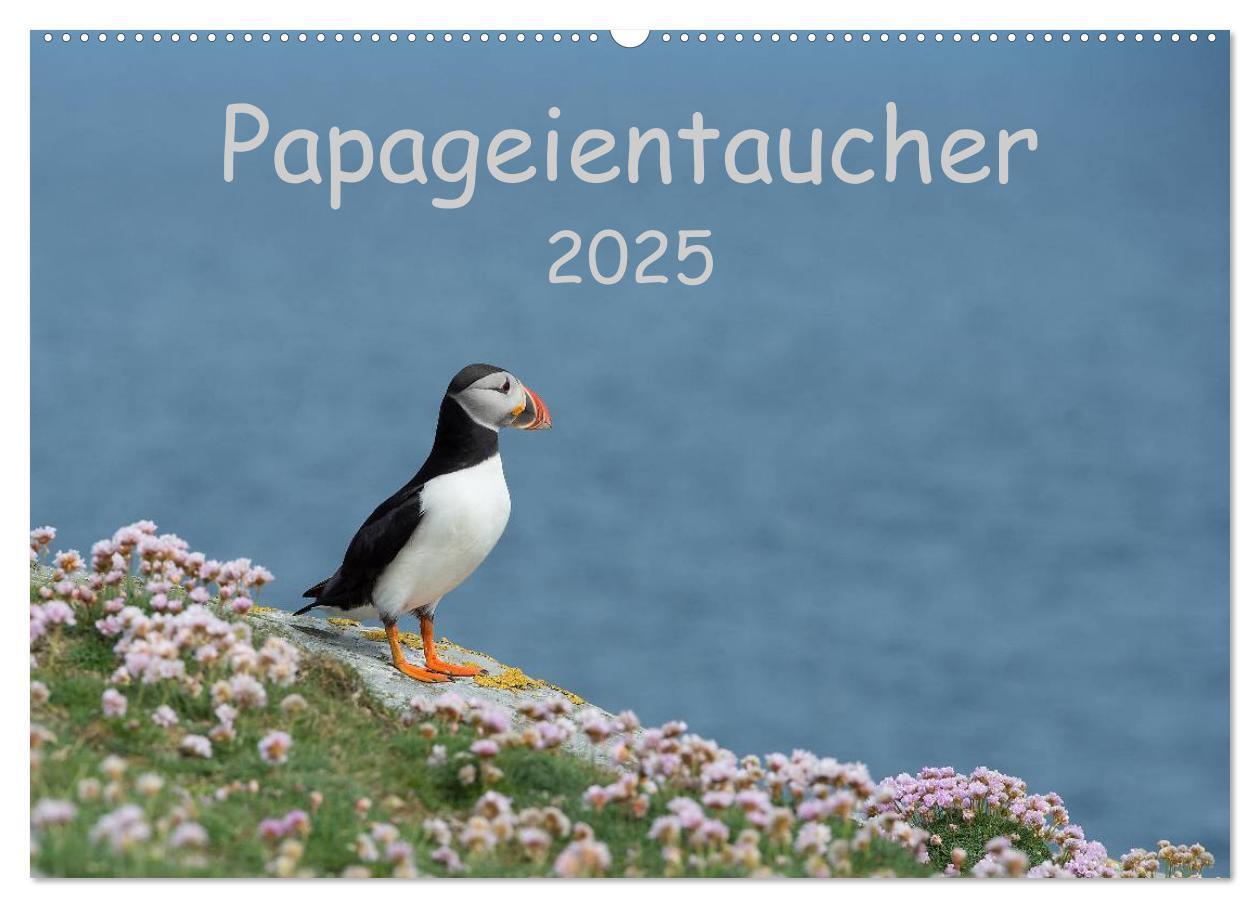 Cover: 9783435715084 | Papageientaucher 2025 (Wandkalender 2025 DIN A2 quer), CALVENDO...