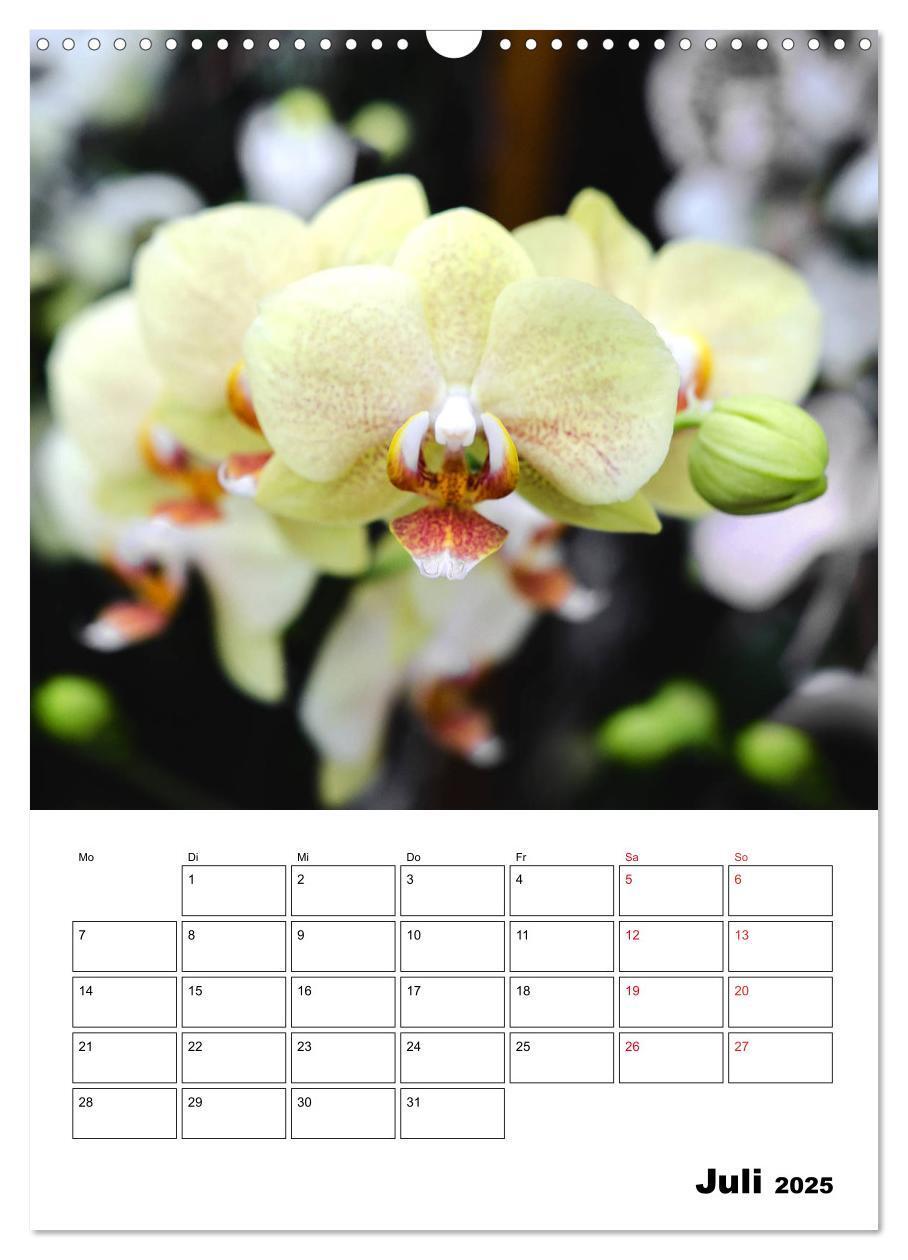 Bild: 9783435977499 | Orchideen - Tropische Schönheiten (Wandkalender 2025 DIN A3 hoch),...