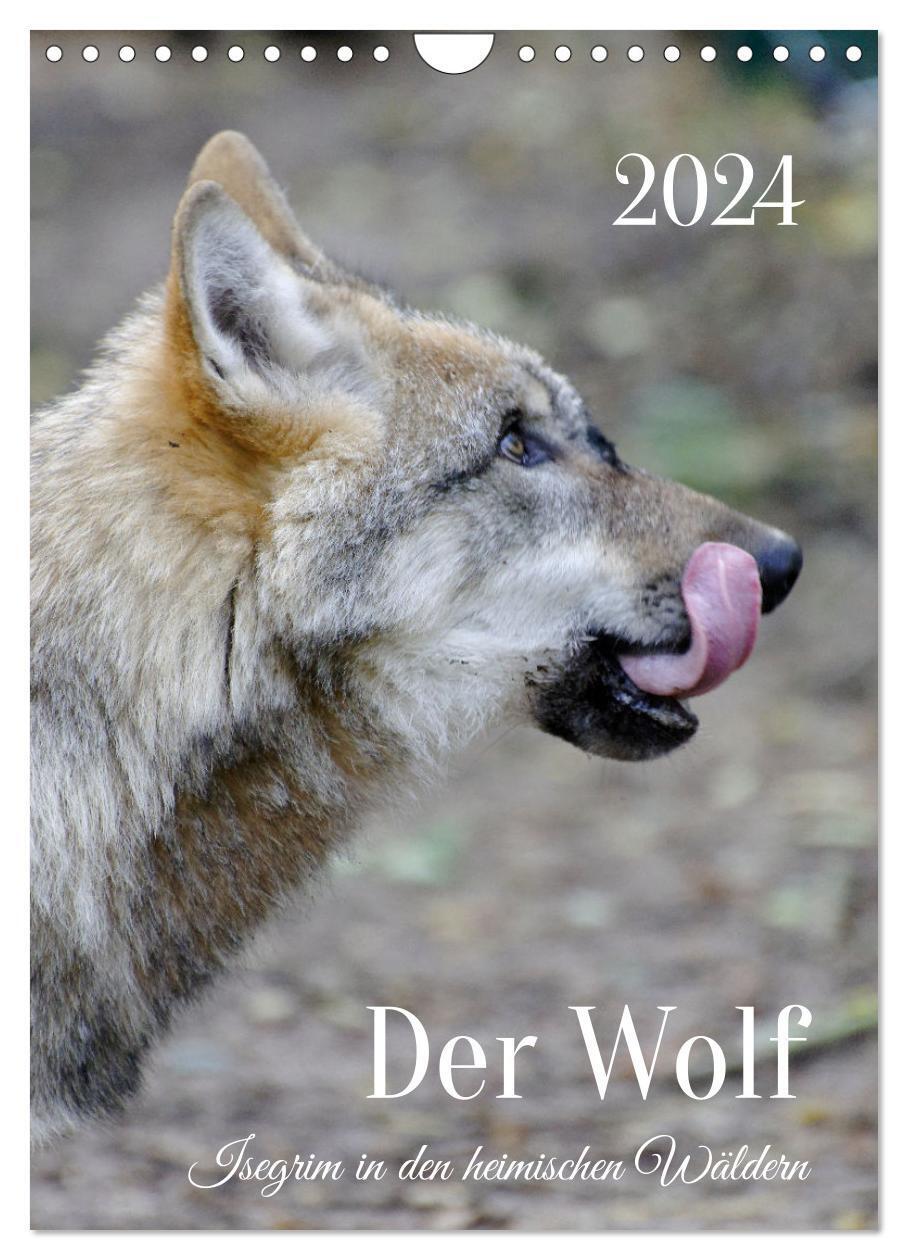 Cover: 9783675907287 | Der Wolf - Isegrim in den heimischen Wäldern - Kalender 2024...