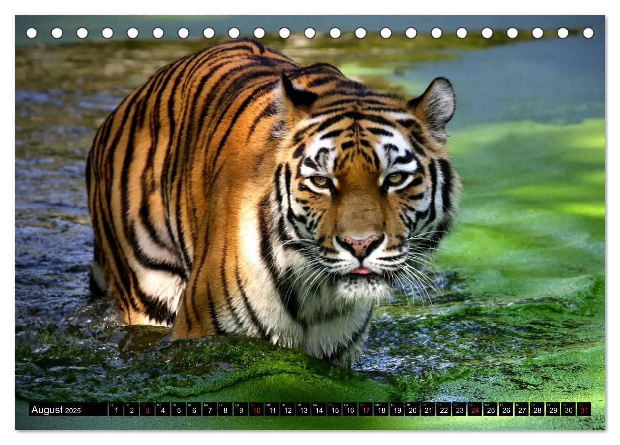 Bild: 9783435832361 | Tiger - die leisen Jäger des Dschungels (Tischkalender 2025 DIN A5...