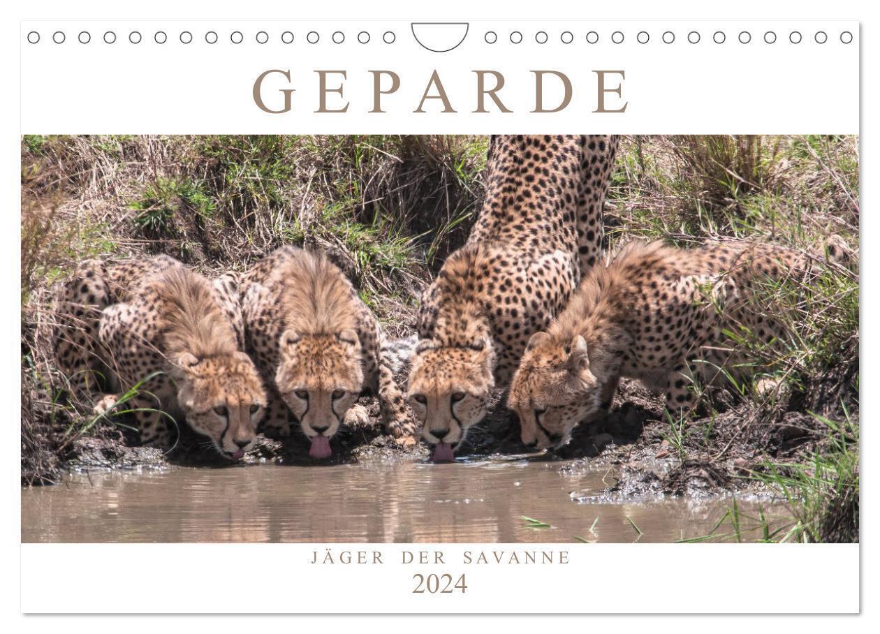 Cover: 9783675461079 | Geparde - Jäger der Savanne (Wandkalender 2024 DIN A4 quer),...