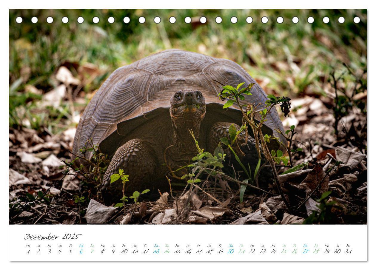 Bild: 9783383883361 | Die Riesenschildkröten der Galapagos Inseln (Tischkalender 2025 DIN...