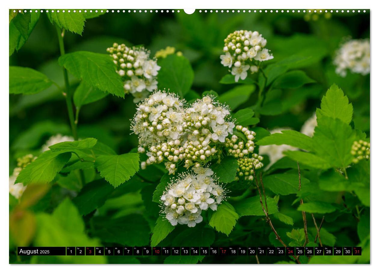 Bild: 9783435227495 | Kleine Blumen ganz groß (Wandkalender 2025 DIN A2 quer), CALVENDO...